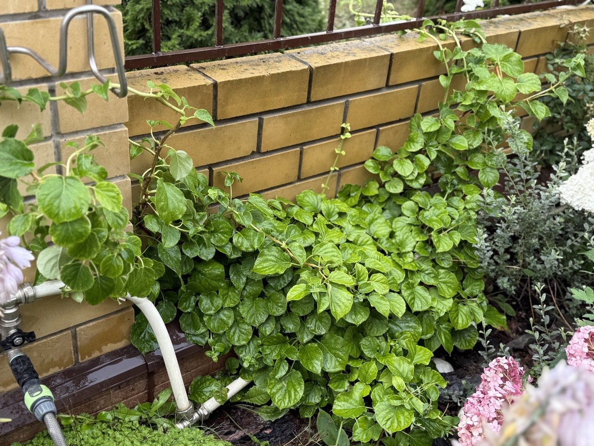 Хлороз на черешковой гортензии