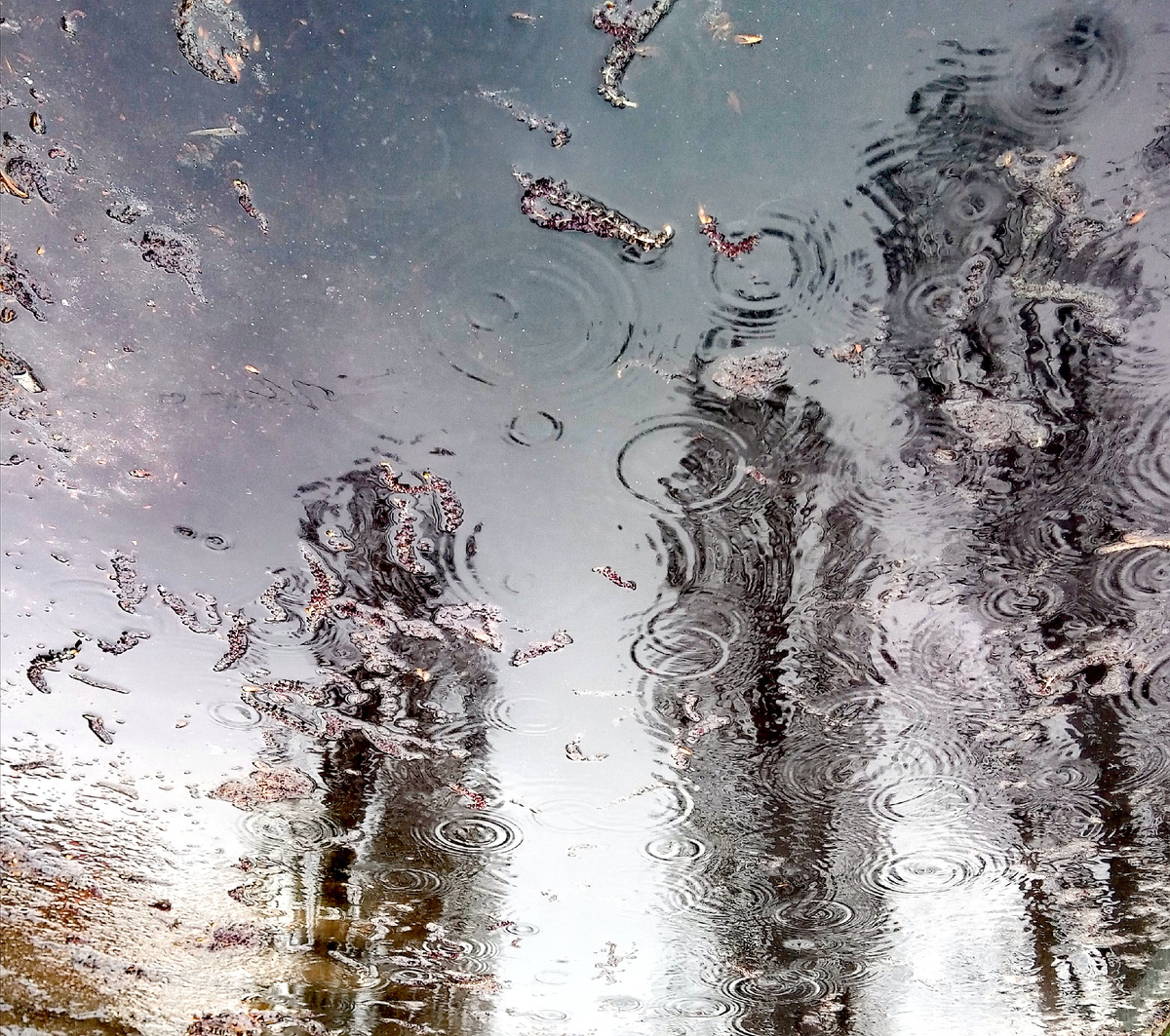 Фото автора от 19.04.2026г.