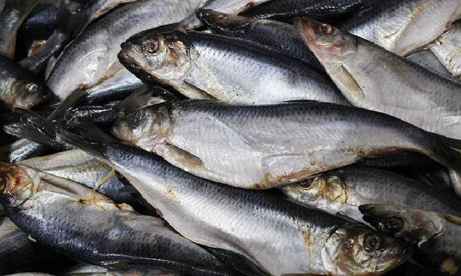 Ростовские учёные: Багаевский гидроузел сократит запас сельди в Азовском море до минимума