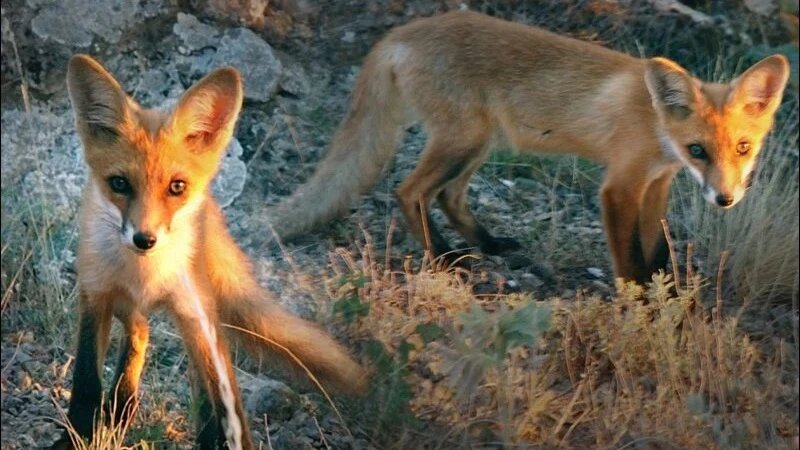 Кого в Крыму можно погладить, а кого лучше обойти