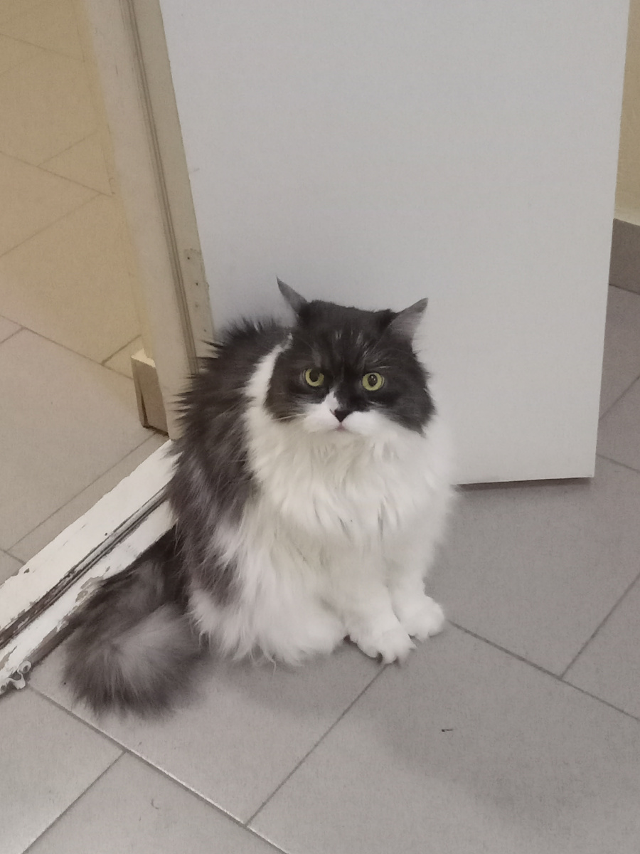 Чудо, живущее со мной на одном этаже в Ижевске. Соседский.