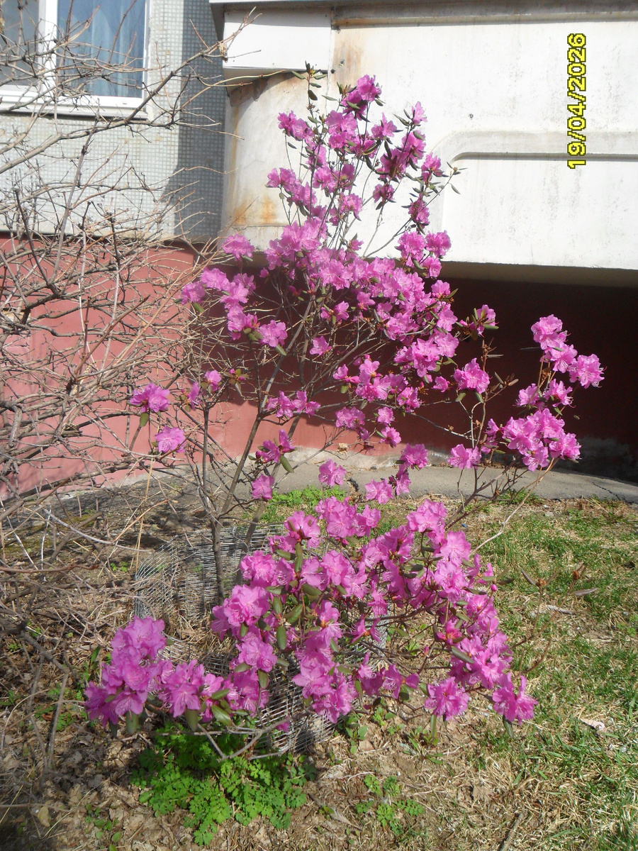 Цветет багульник