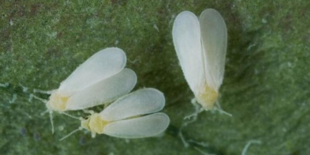 Проверенные способы борьбы с белокрылкой: натуральные растворы для дома