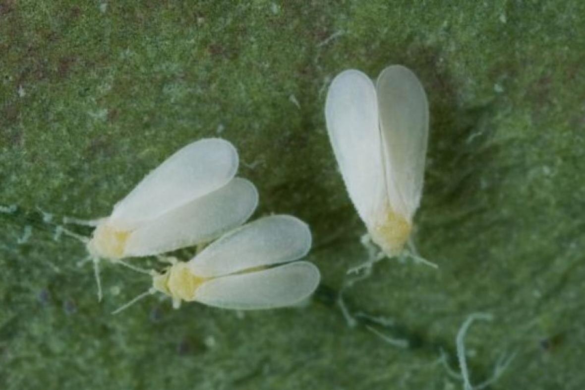 Проверенные способы борьбы с белокрылкой: натуральные растворы для дома