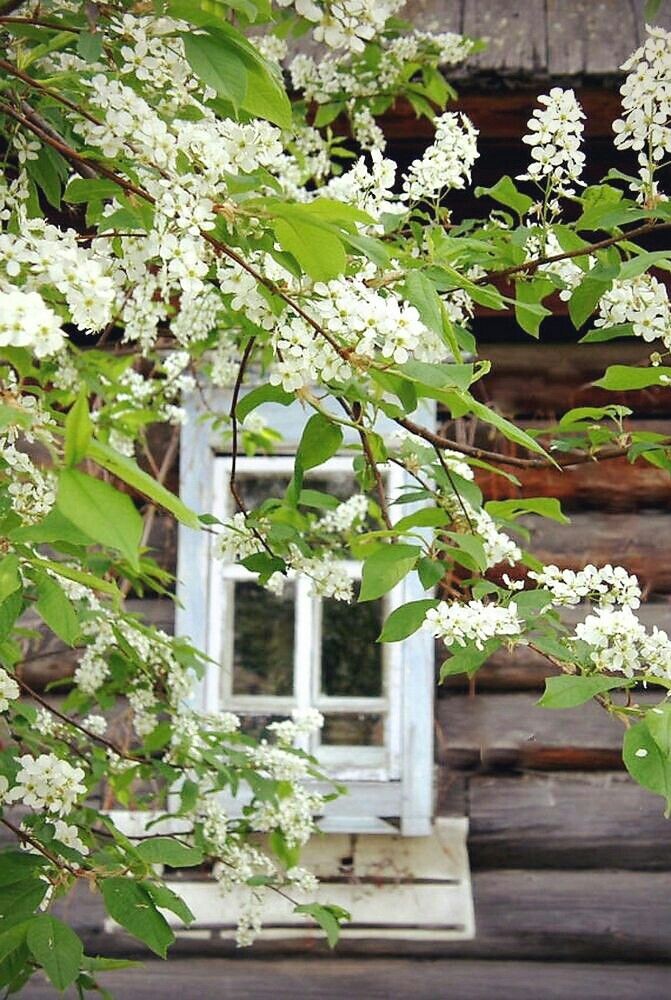 фото с сайта: https://ru.pinterest.com/pin/44684221303344680/