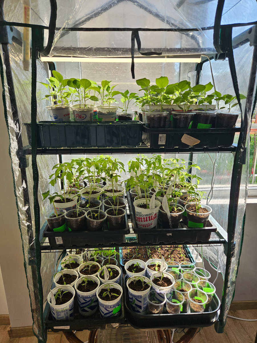 Рассадная тепличка 19 апреля 2026 г.