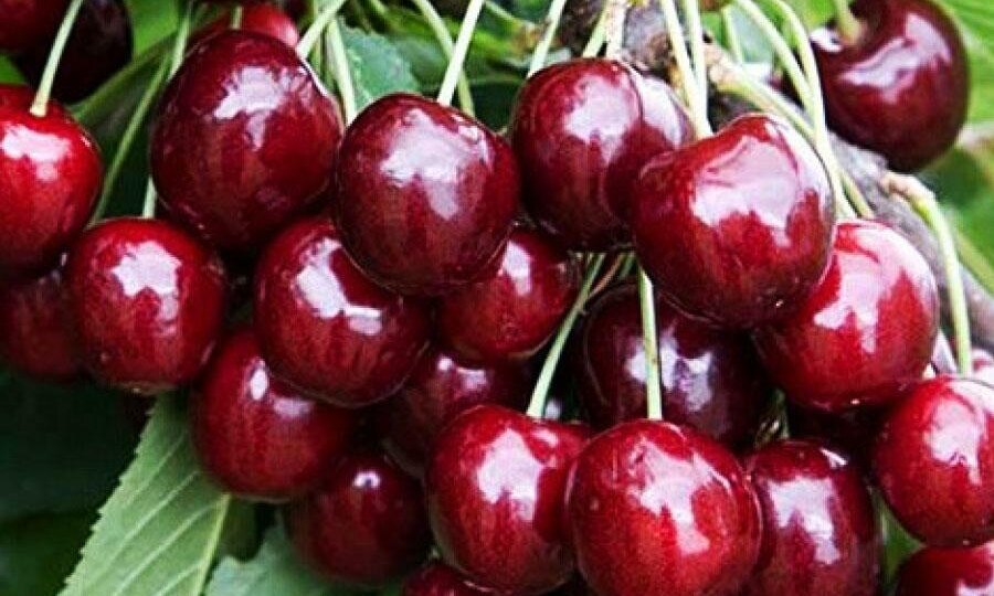 Как получить рекордный урожай черешни: секретная схема подкормок, которую скрывают опытные садоводы