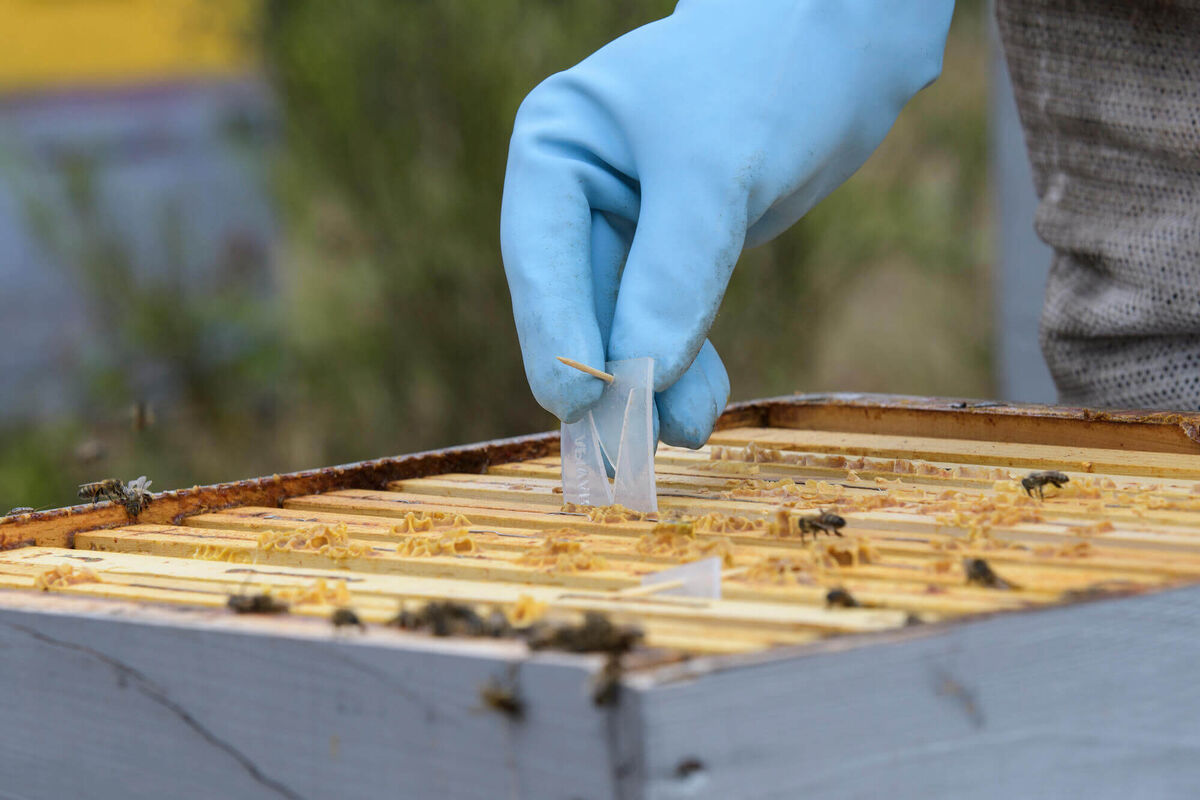 Борьба с Varroa destructor с помощью препаратов на основе РНК: эффективность без резистентности и неожиданные закономерности в жизни пчелиных семей.