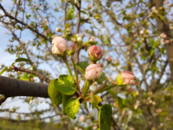 Почему для обработки сада я выбираю "злые" неоникотиноиды? Неужели мне не жалко пчел?