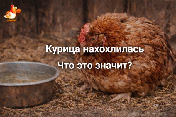 Курица нахохлилась и смотрит на вас как на предателя – что это значит, когда пора паниковать, а когда достаточно включить голову?
