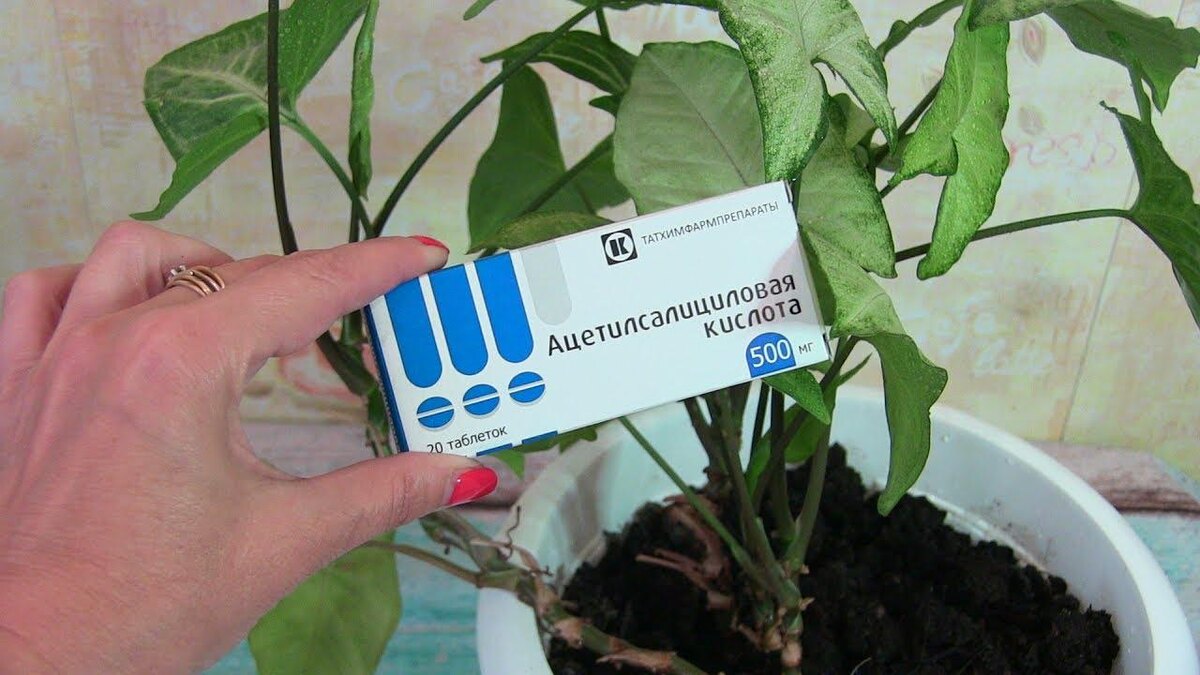 Удивительные аптечные средства для здоровья ваших цветов