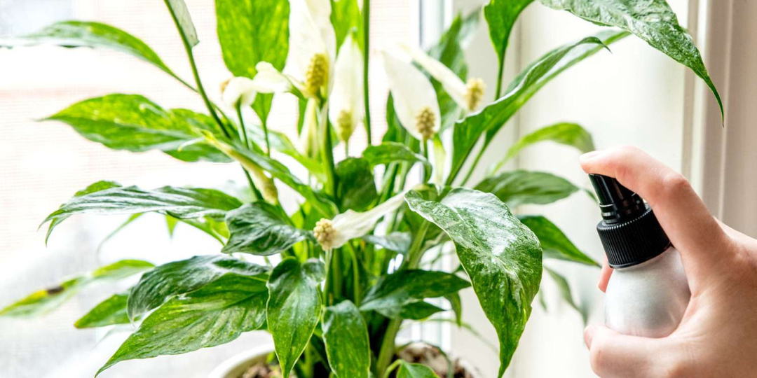 Удивительные аптечные средства для здоровья ваших цветов