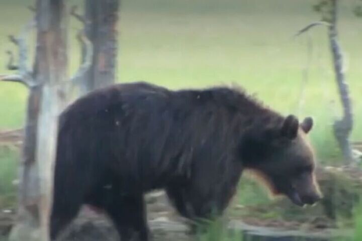 Подмосковью угрожают медведи-мигранты?