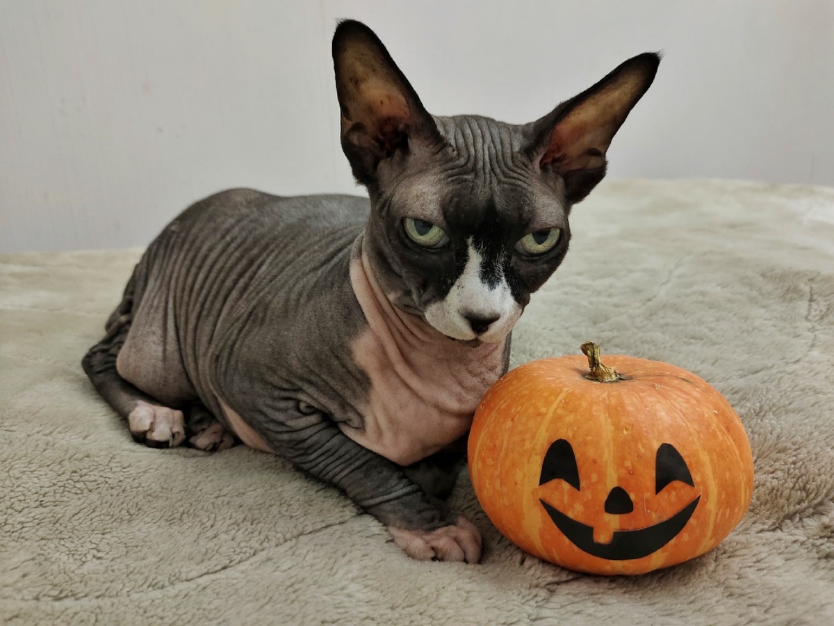 Наша Бэля, канадский сфинкс 