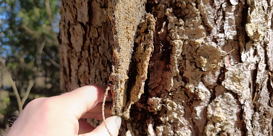 Смола ели и сосны: забытые рецепты карелов для бани и кухни (200–300 лет назад)