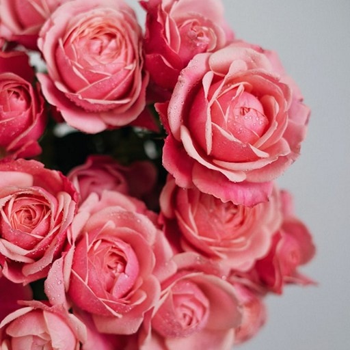    Красивый букет роз Кристина Борунова