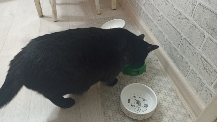 Правильное место для кошачьей миски: куда ее точно не нужно ставить - совет опытного владельца