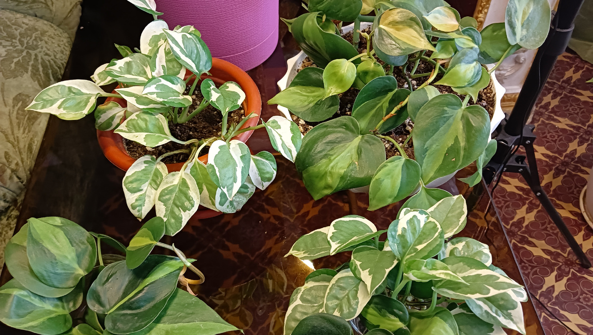 Эпипремнумы 