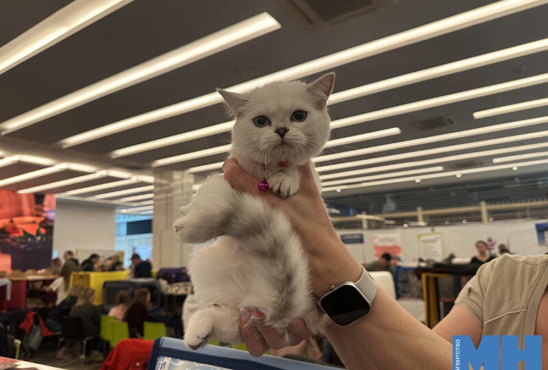 От дружелюбных мейн-кунов до игривых абиссинов. Посетили Международную выставку кошек