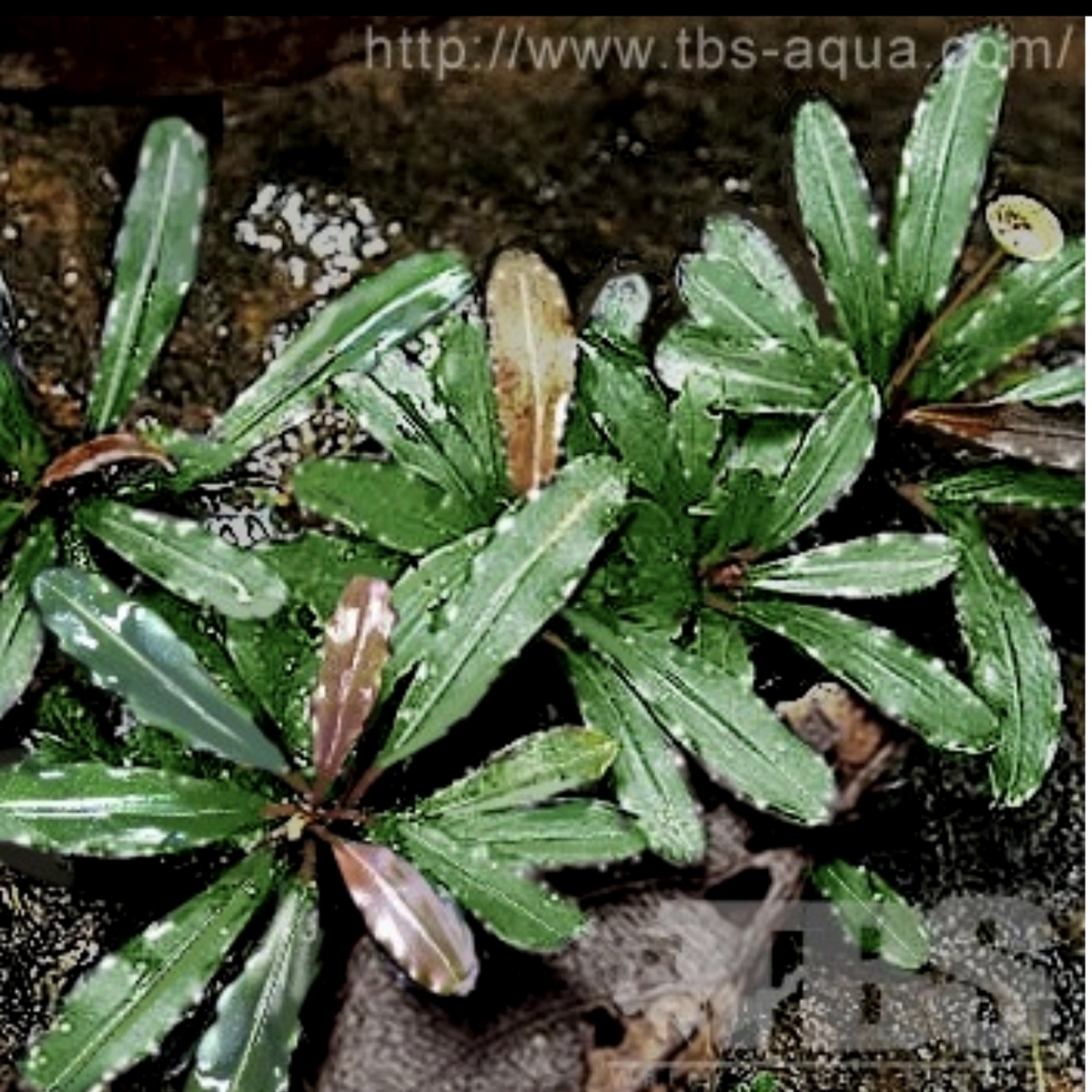 Bucephalandra "Tricolor1" фото из китайского сайта 