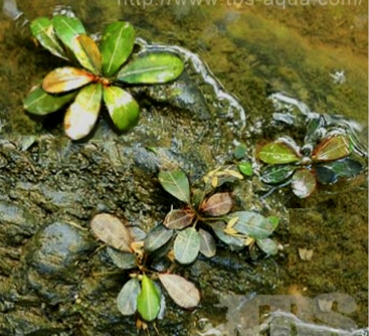 Bucephalandra "Tricolor 2" фото из китайского сайта 