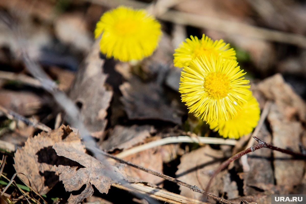     Красная горка — народный праздник, который в 2026 году выпадает на 19 апреля