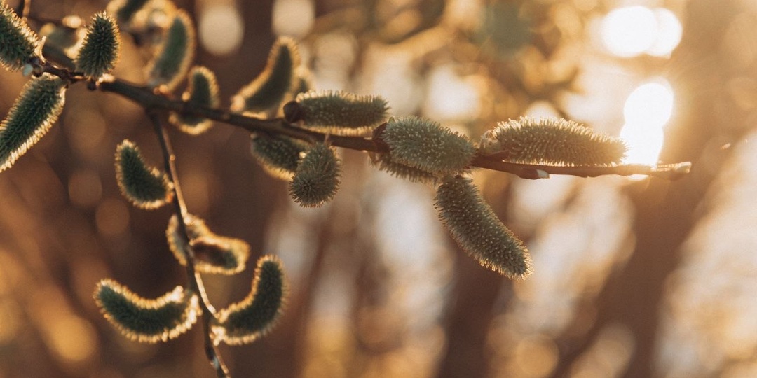Верба в теплых лучах весеннего солнца