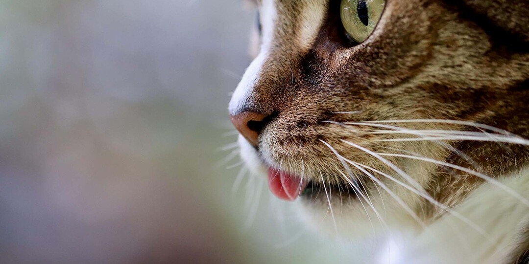 Какой штраф грозит за плохие условия для домашних питомцев в Беларуси