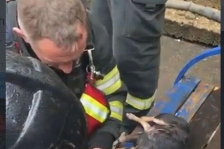 Маленькое чудо под Волоколамском: как спасатели вернули собаку к жизни