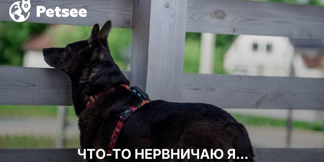 Эти 8 пород собак чаще всего живут на нервах!