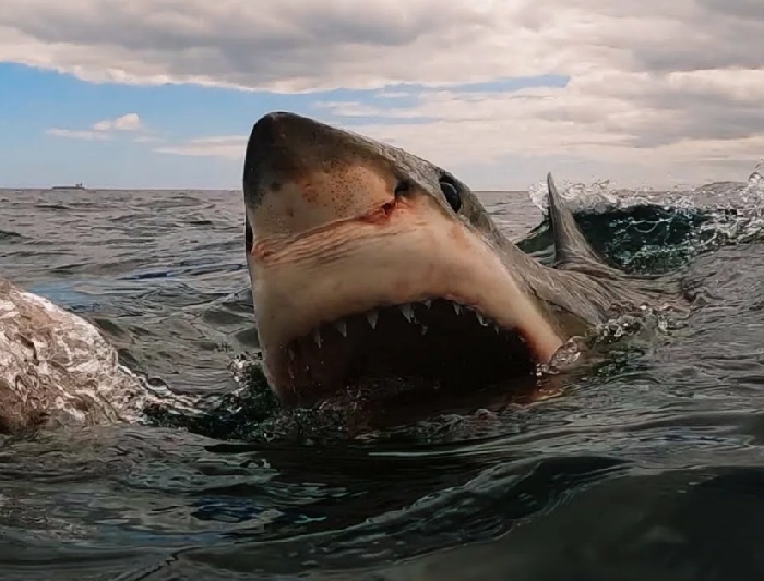 Огромная пасть белой акулы.