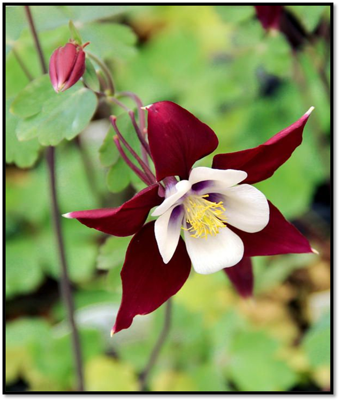 Колумбина - цветок, который в народе зовут "Туфелькой Пресвятой Богородицы". Фото из интернета