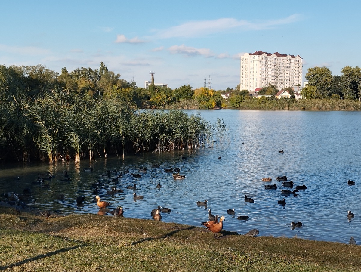 В парке есть берёзовые, сосновые рощи, аллеи из чёрного ореха