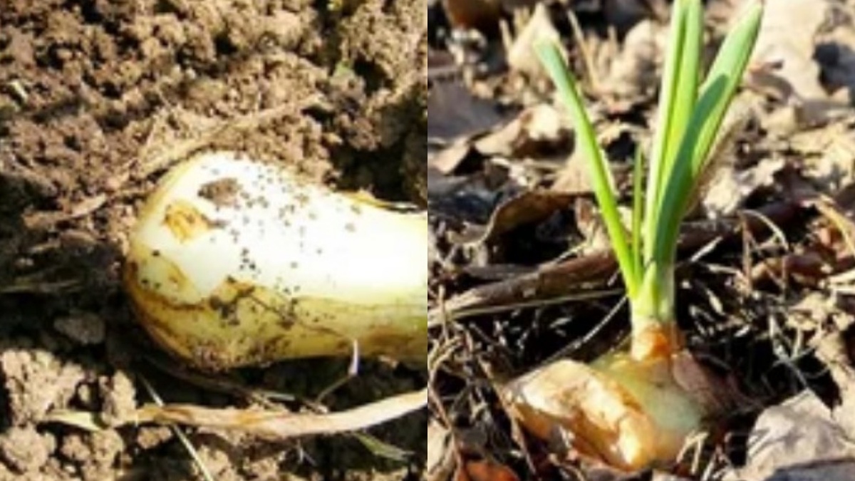 Вот сюда муха и целится. Яйца у самого основания, личинки уходят вглубь за 2–3 дня.