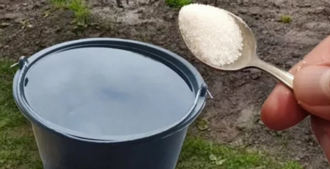 Как поливать лук солью: 30 граммов на ведро, 2 раза за сезон, и гниль не приходит