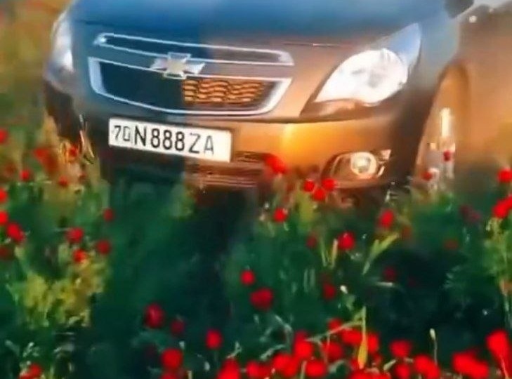 В Кашкадарьинской области водителей оштрафовали на 61,8 млн сумов за езду по тюльпановому полю