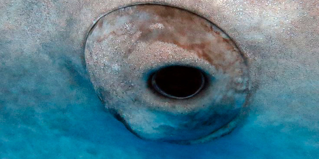 Чем покрыты глаза китовых акул и другие интересные факты