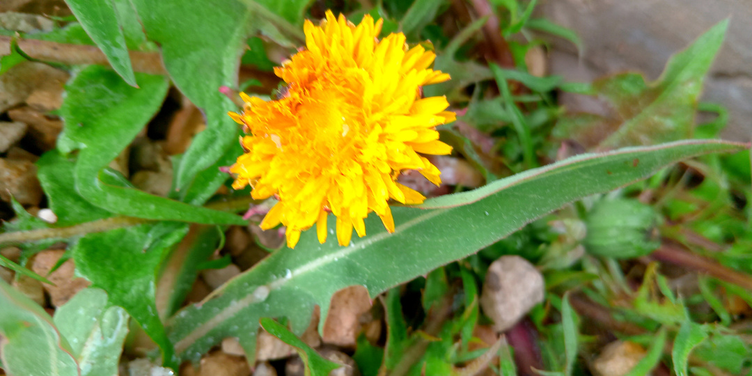 СЕГОДНЯ КРАСНАЯ ГОРКА