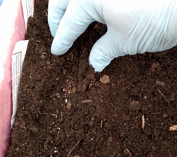 Посев капусты 🥬 в апреле: простая инструкция без лишних хлопот