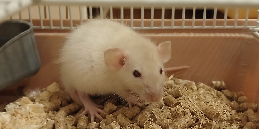 Одинокая крыска и спорный совет