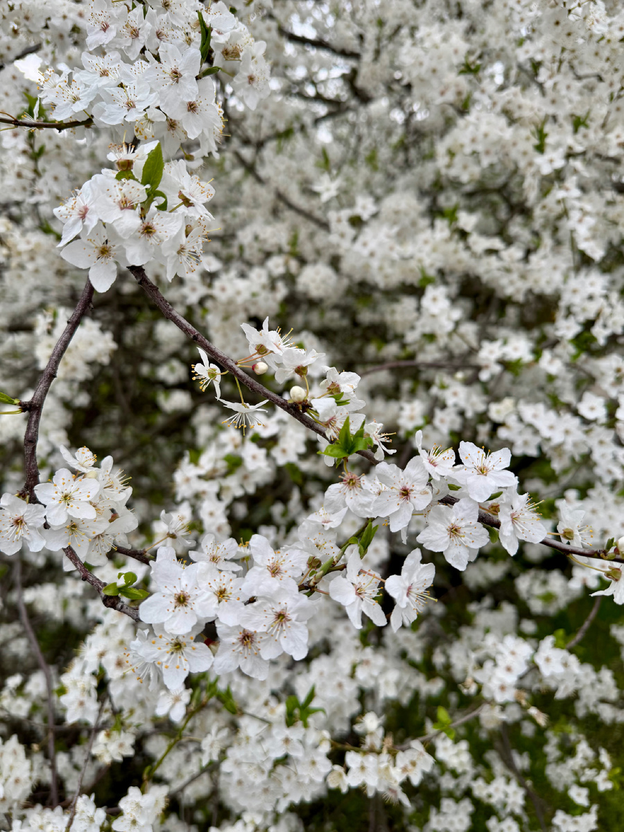 Весна🌸
