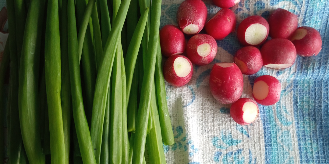 Редис Черриэт F1 и его потомство: история одного эксперимента