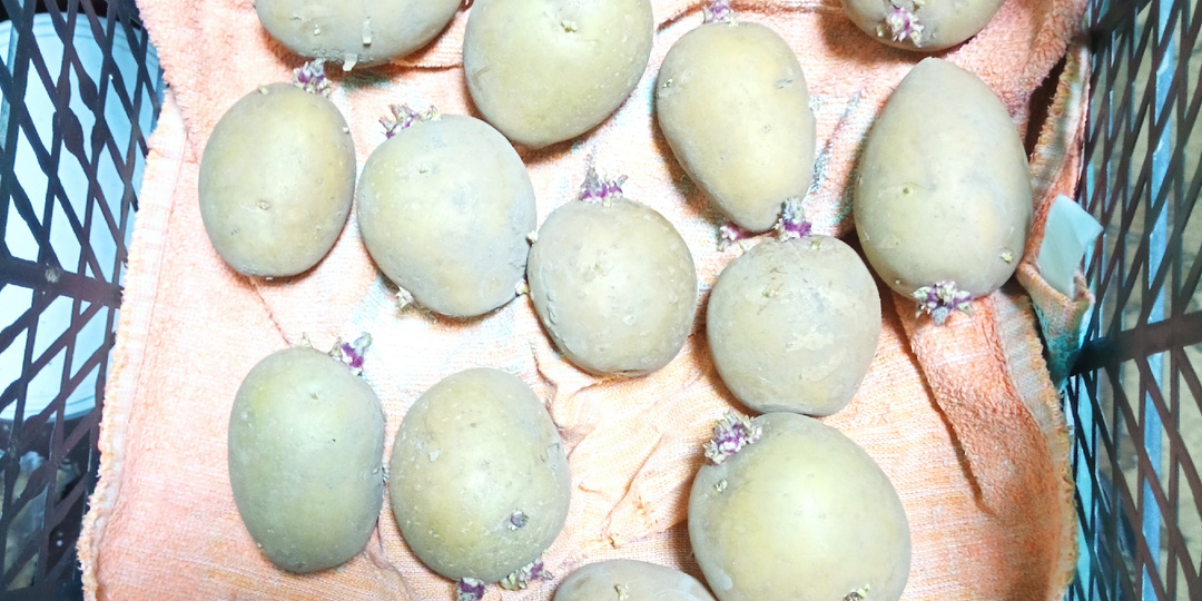 Посадка картошки. В чем разница? Хлорофилл против Антоциана