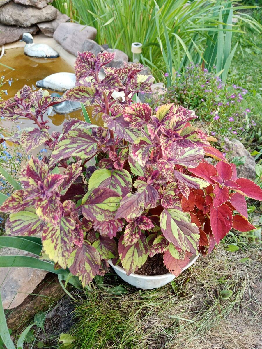 Колеусы летом в кашпо /фото автора статьи