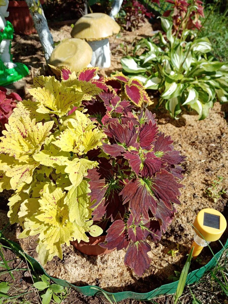 В июне /фото автора статьи