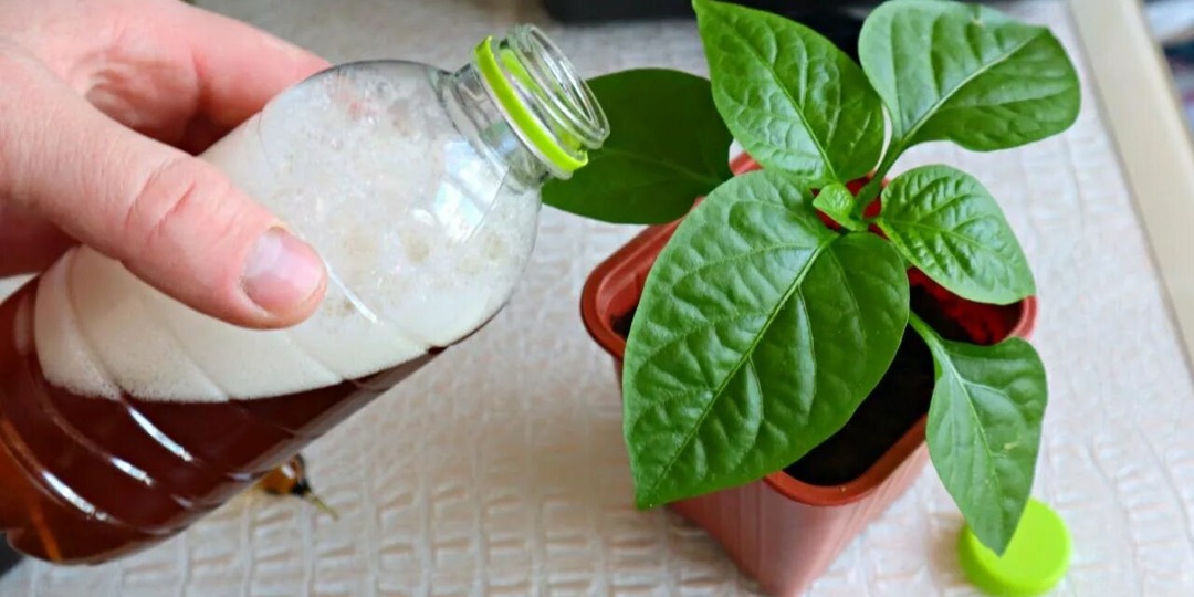 2-3 часа и рассада перца здорова: дедовская природная подкормка