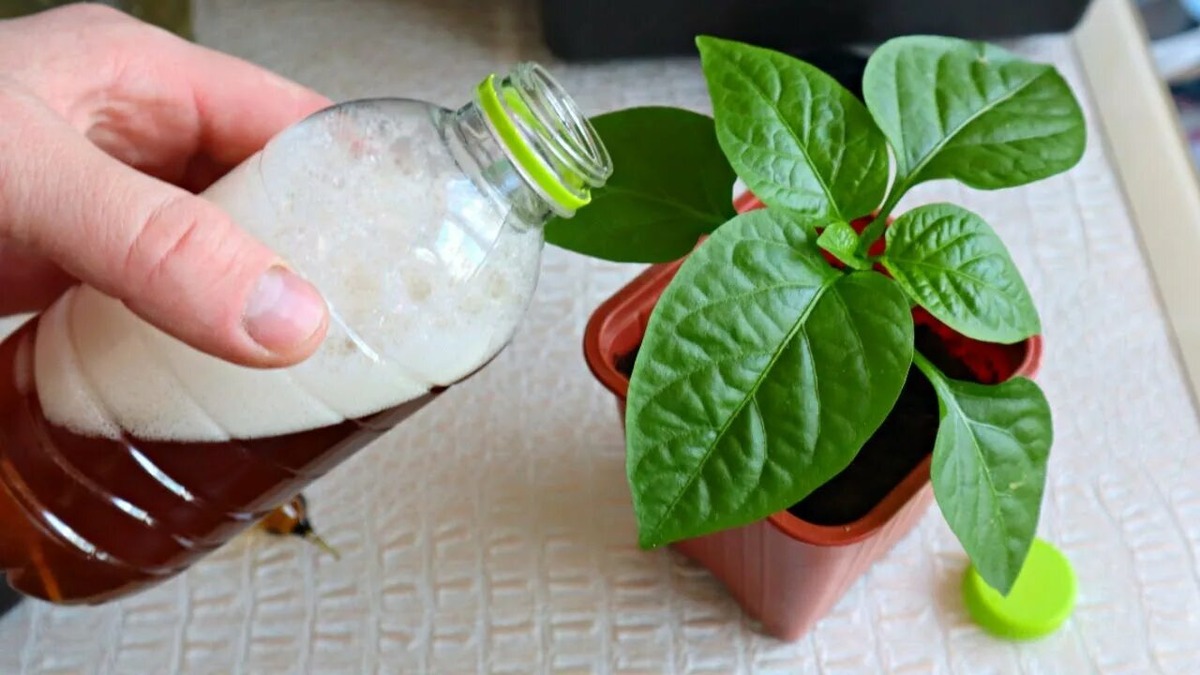 Подкормка перца