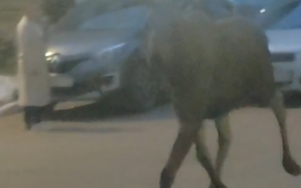    В Минприроды заверили, что специалисты уже выехали на место. Фото: Злой Ижевчанин