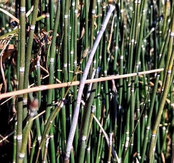 ТОЩ КАК ХВОЩ