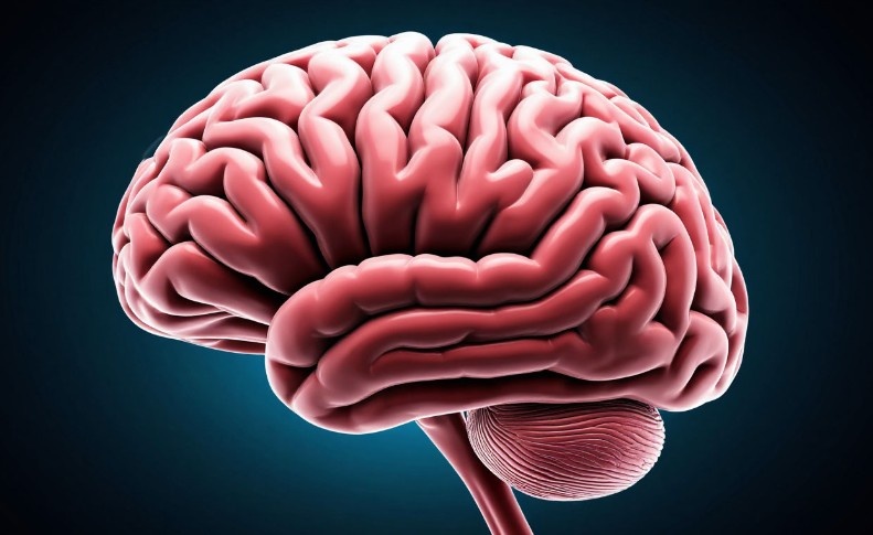    Ученые из Северо-Восточного университета пересмотрели модель работы мозга